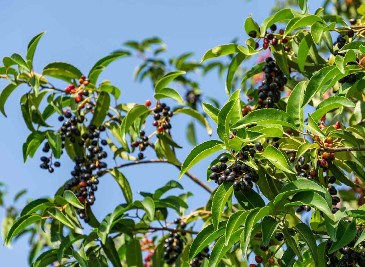 Prunus lusitanica - Portugal laurel