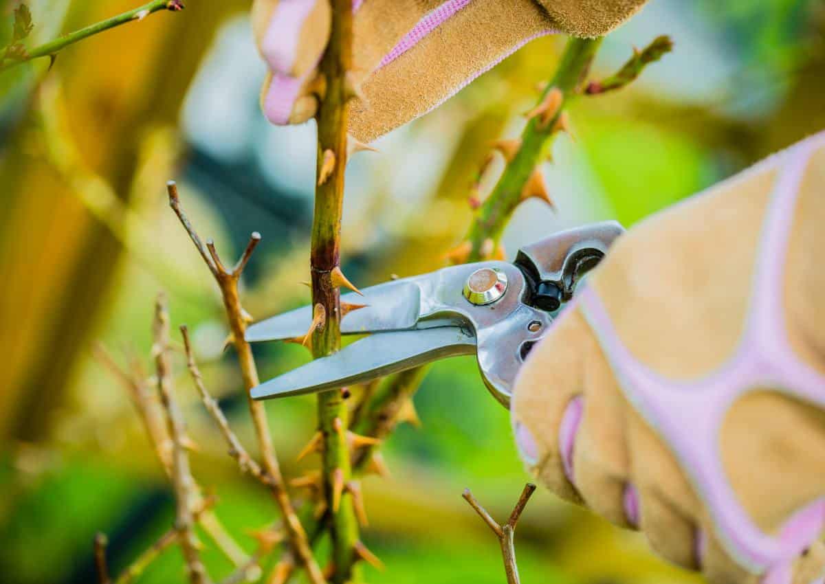 Rose pruning