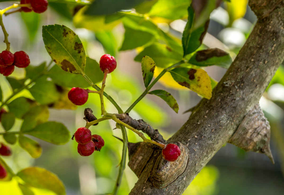 Sichuan pepper tree - Zanthoxylum