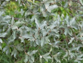 Silverberry - Elaeagnus commutata