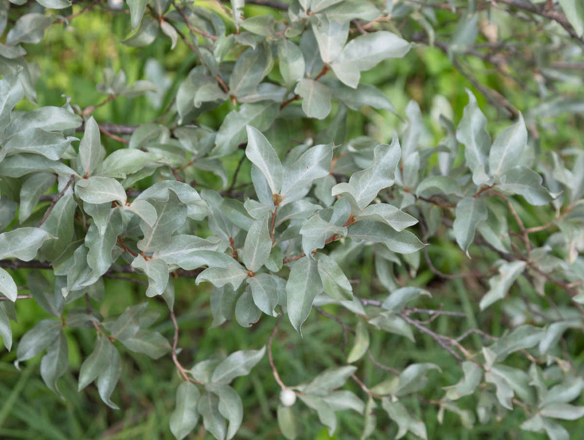 Silverberry - Elaeagnus commutata