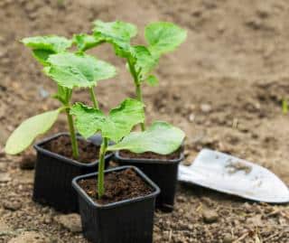 Sowing and planting butternut squash
