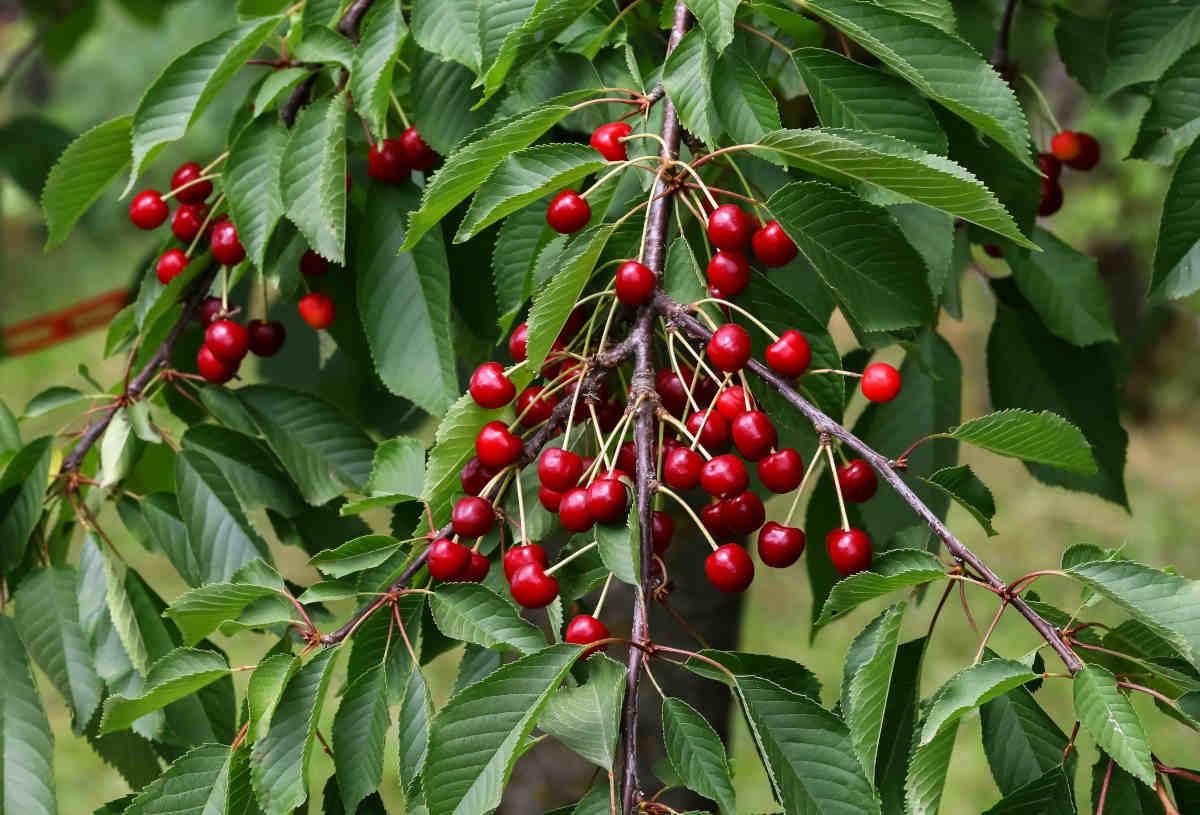 Wild cherry tree