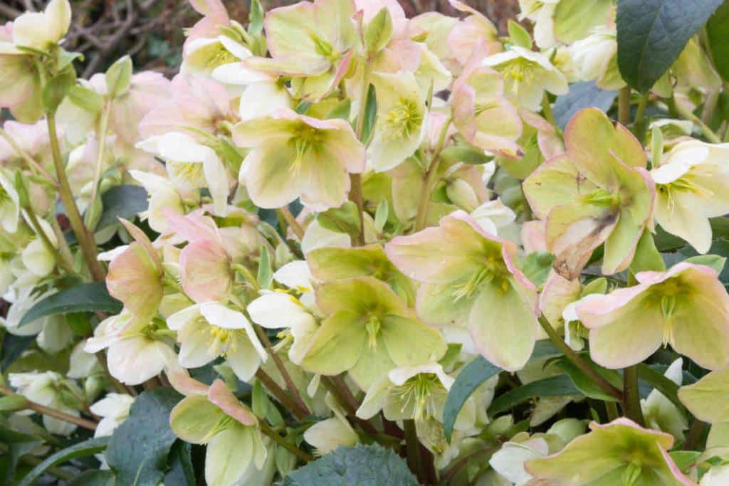Winter flowers