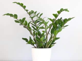 Zamioculcas - zz plant