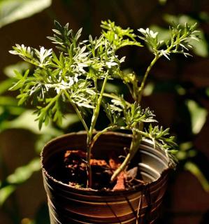 Potted absinthe