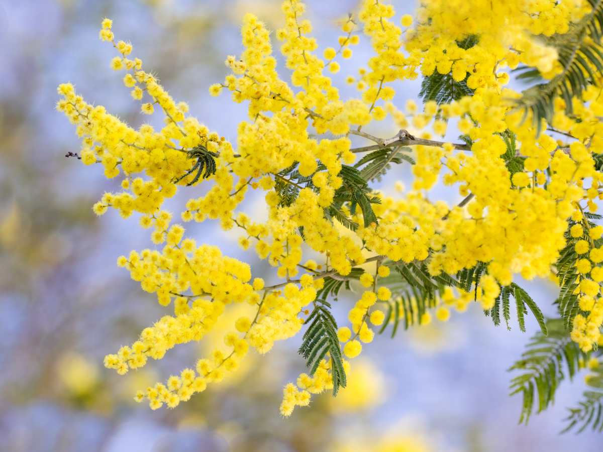 acacia dealbata