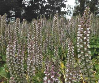 Landscaping with acanthus