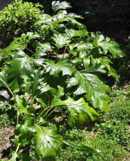 Planting acanthus