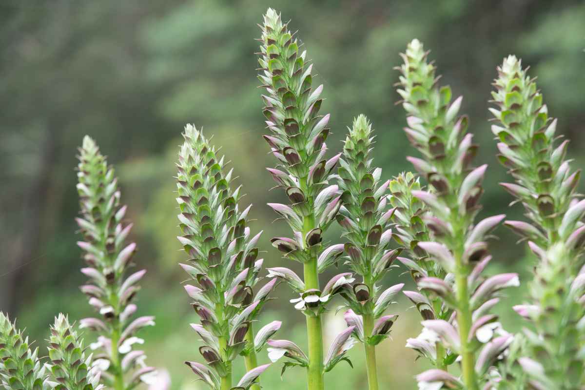 Acanthus