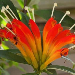 Aeschynanthus hanging houseplant