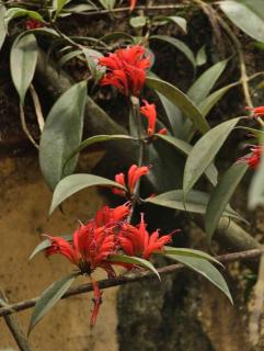 Aeschynanthus pruning