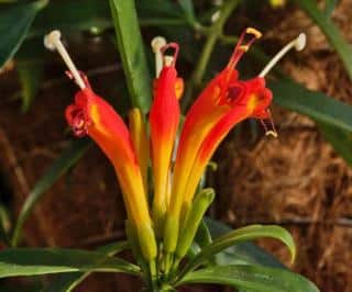 Aeschynanthus watering