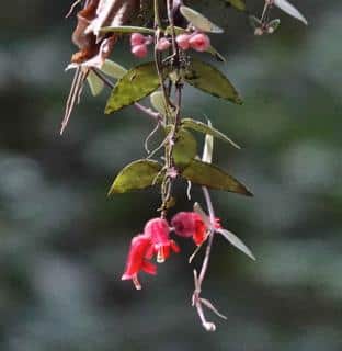 Winter care for aeschynanthus