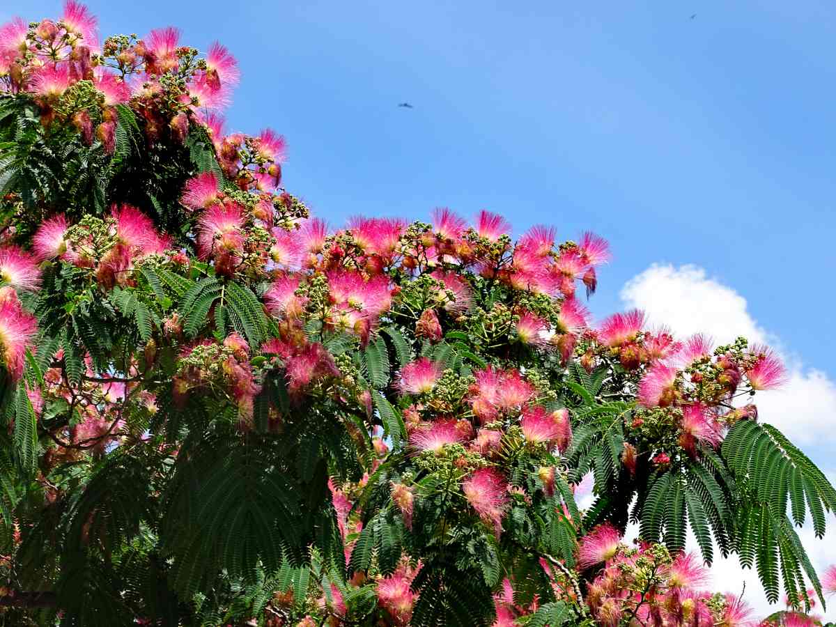 albizia tree