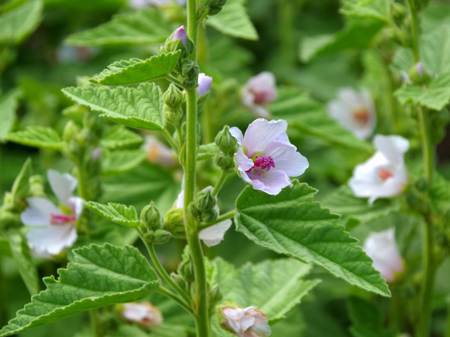 Althaea officinalis, marshmallow