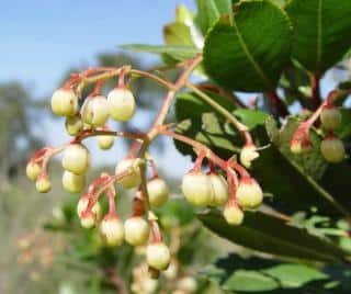 Arbutus flower