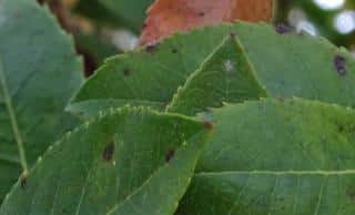 Disease on arbutus unedo