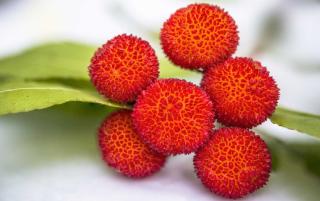 Arbutus unedo fruit