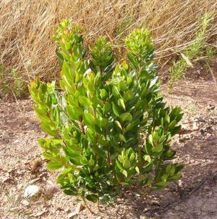 Planting arbutus unedo