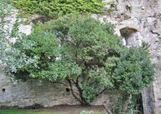 Pruning arbutus unedo