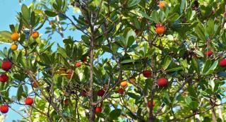 Arbutus unedo care