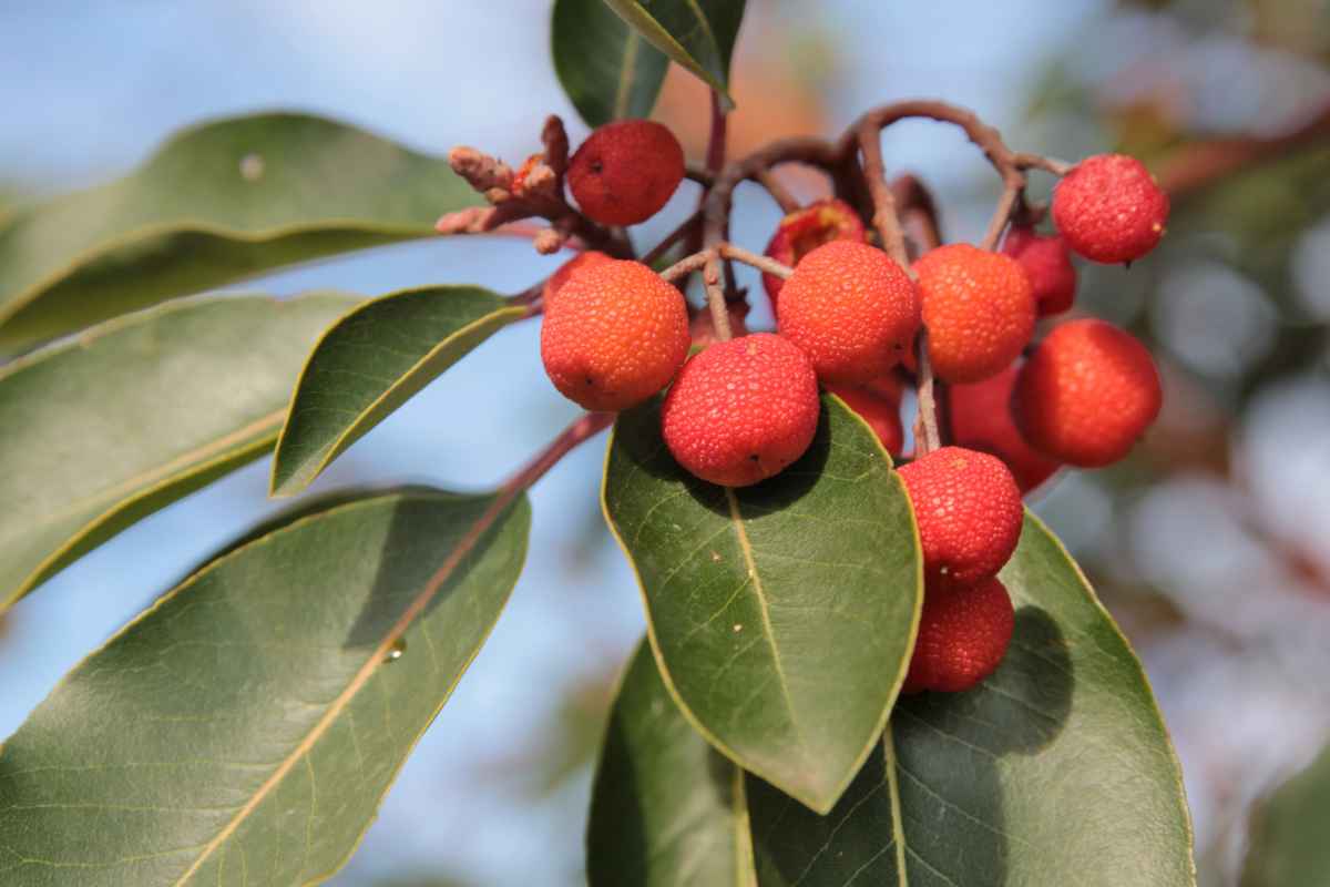 arbutus unedo