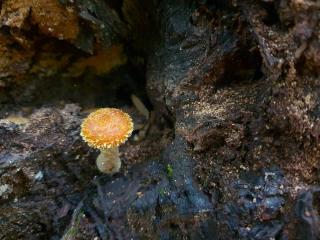 Rhizomorph honey fungus