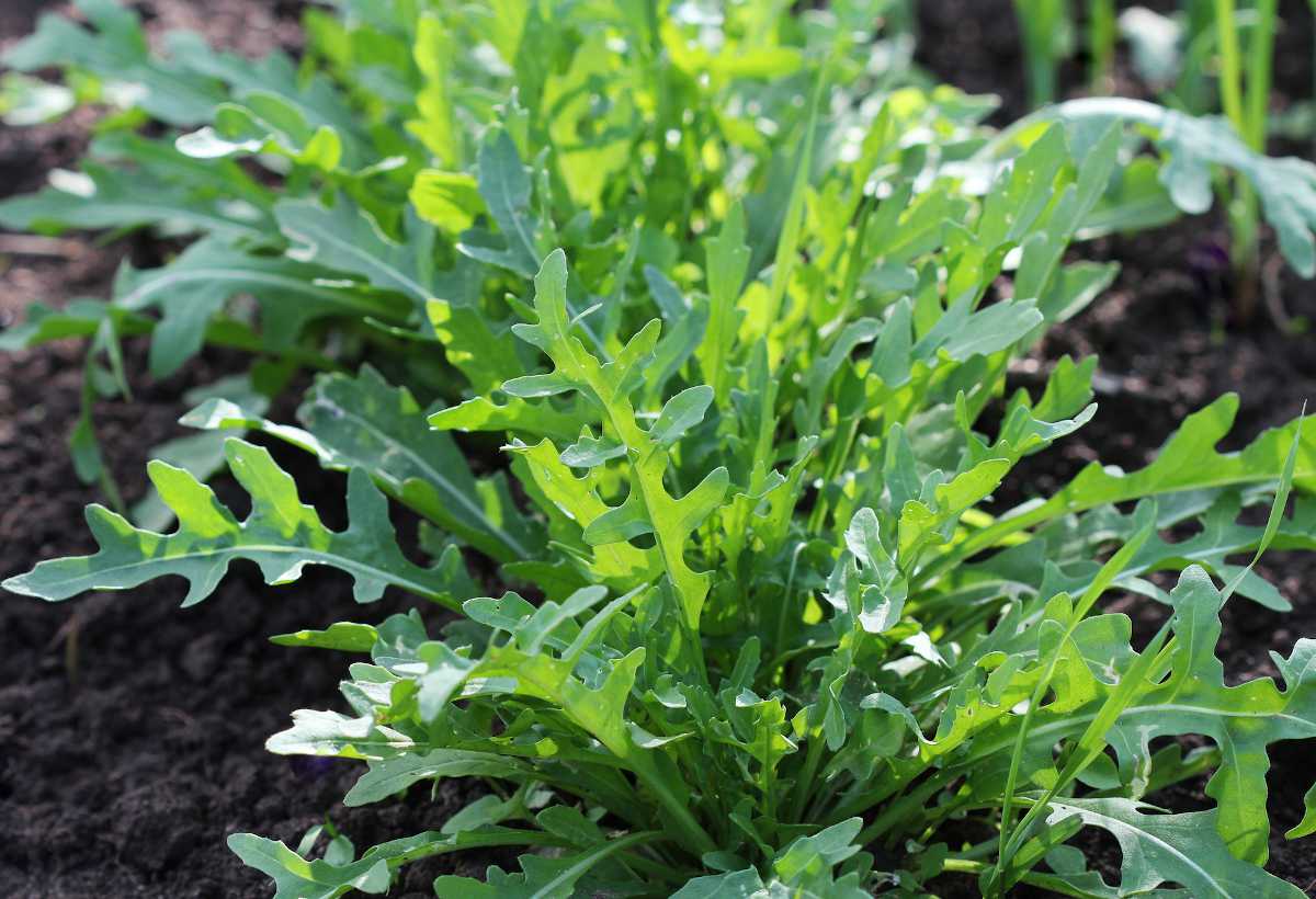 arugula