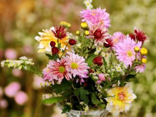 Autumn daisy care