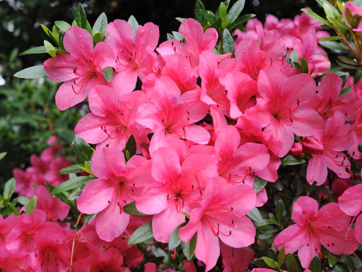 Azalea japonica