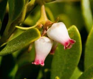 Bearberry benefits