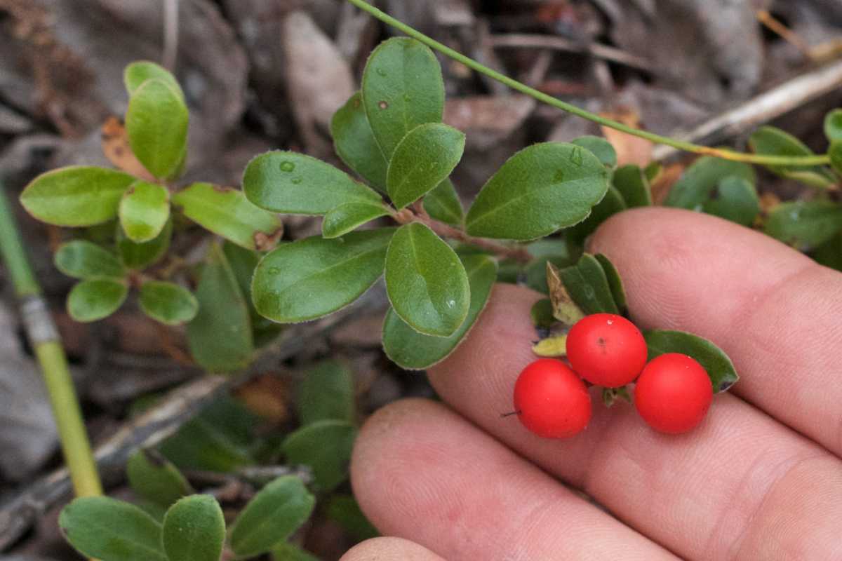 Bearberry health benefits