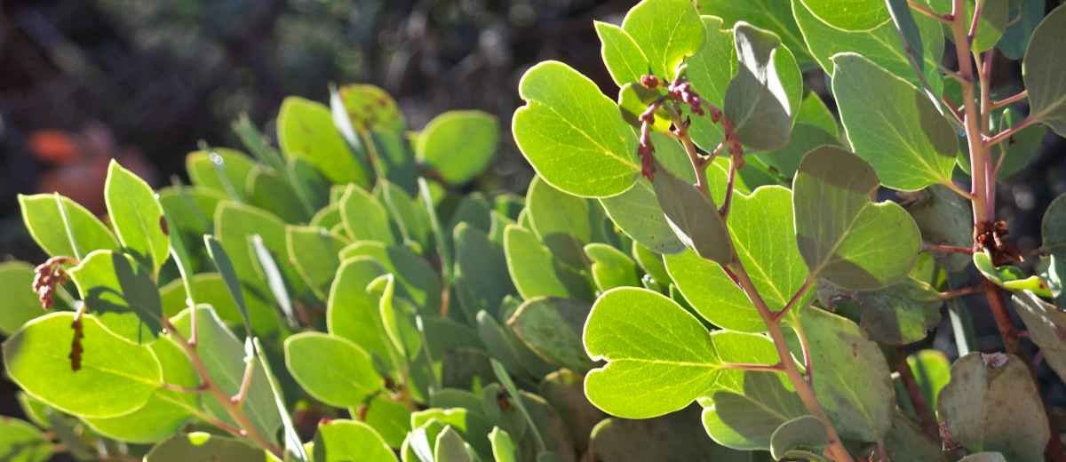 Uses and benefits bearberry