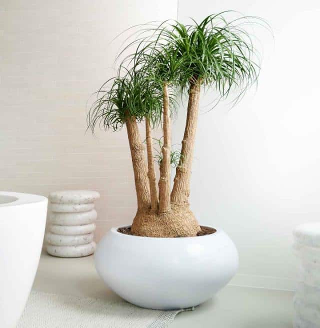 Caring for beaucarnea