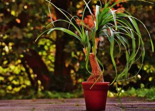 Potted beaucarnea