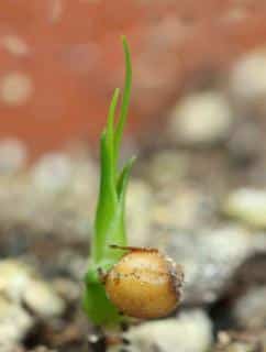 Propagating beaucarnea