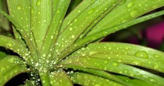 Watering beaucarnea