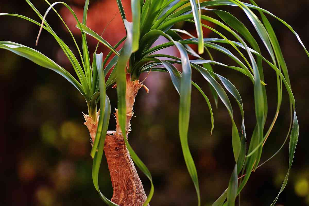 Beaucarnea