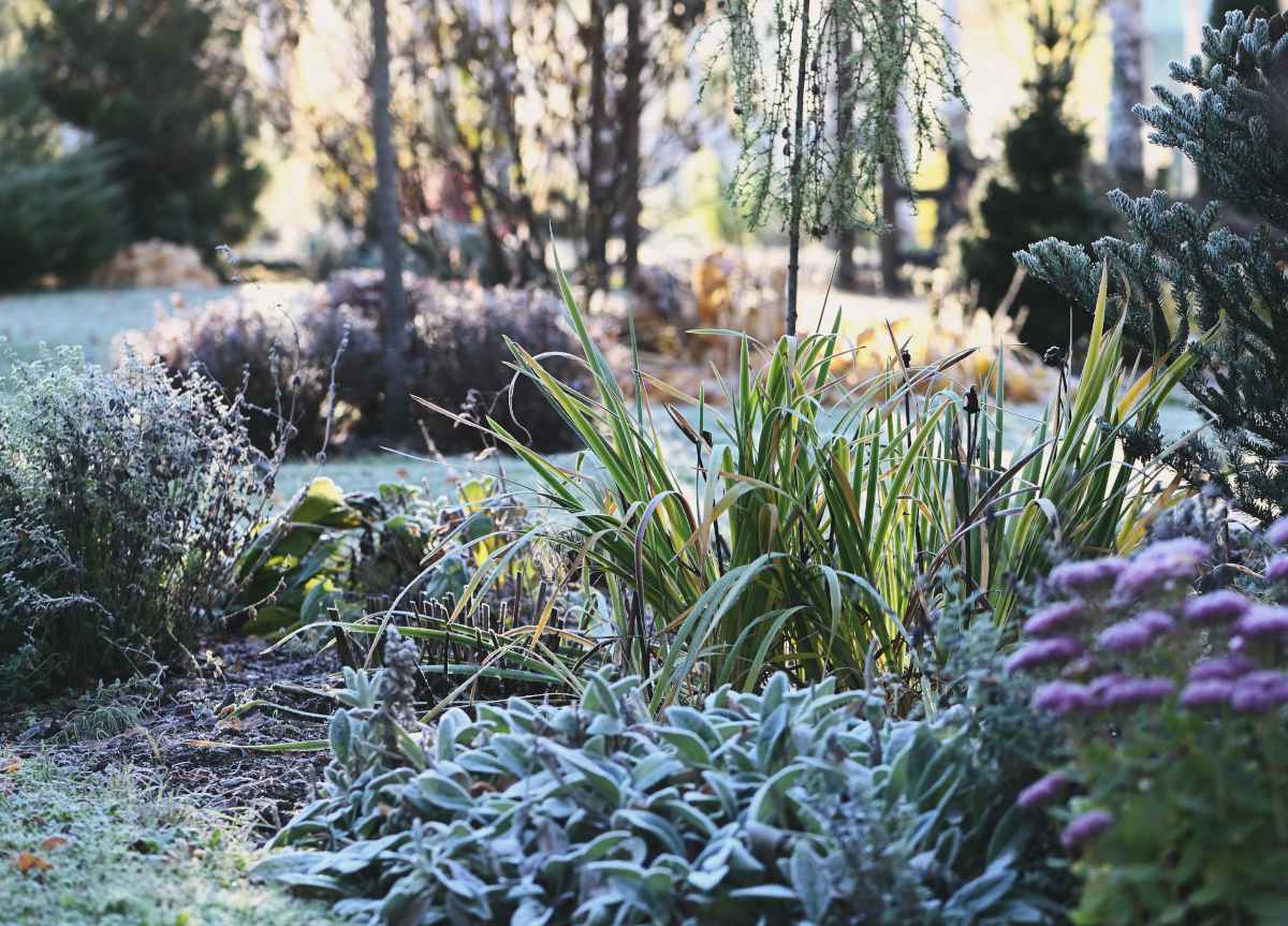 beautiful winter garden
