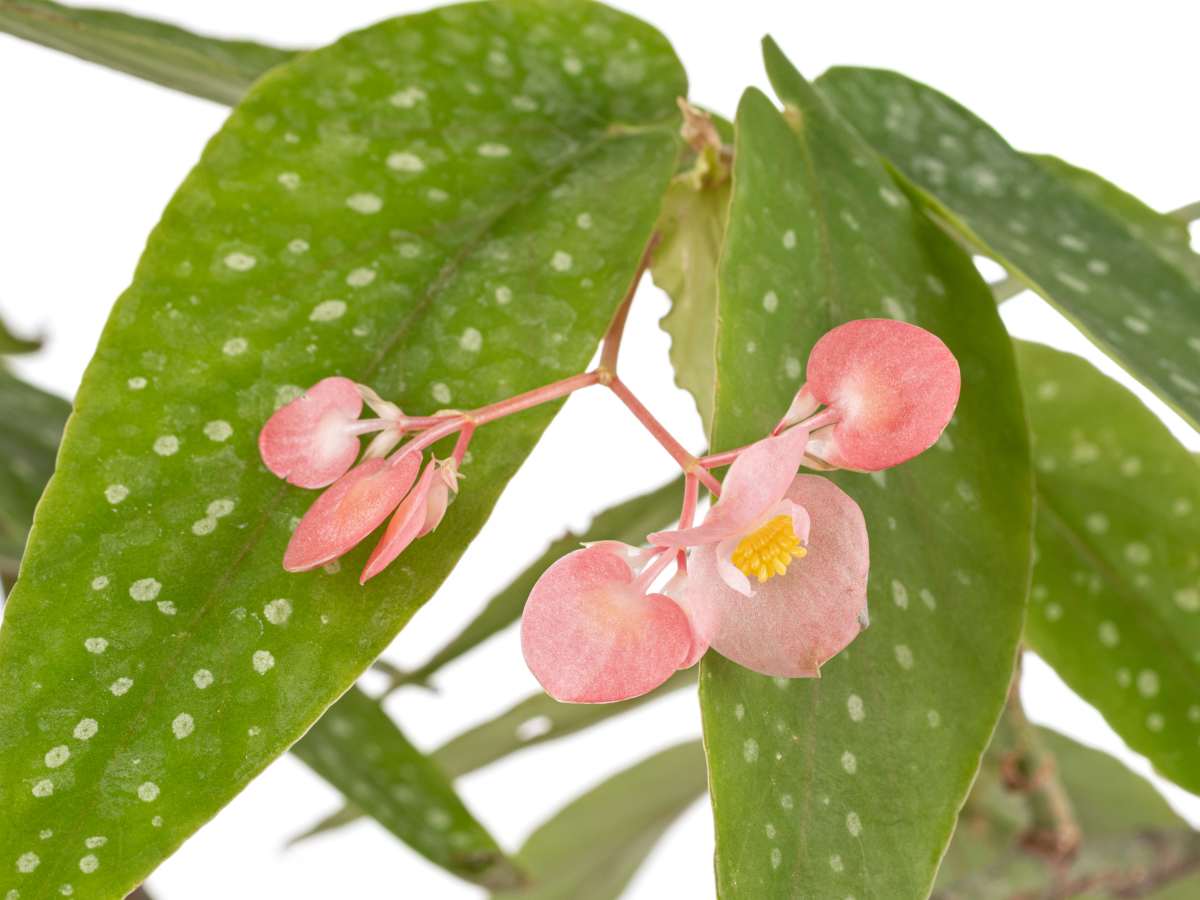 Begonia albopicta tamaya