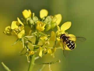 Benefits of mustard