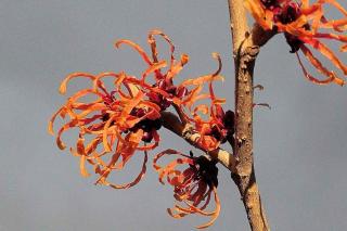 Benefits of witch hazel