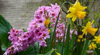 bergenia landscaping