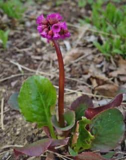 Planting bergenia