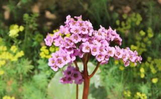 Pruning bergenia