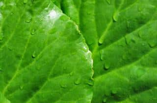 Watering bergenia