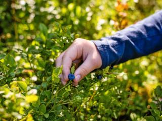 Bilberry benefits