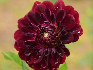 Dahlia 'Chat Noir'