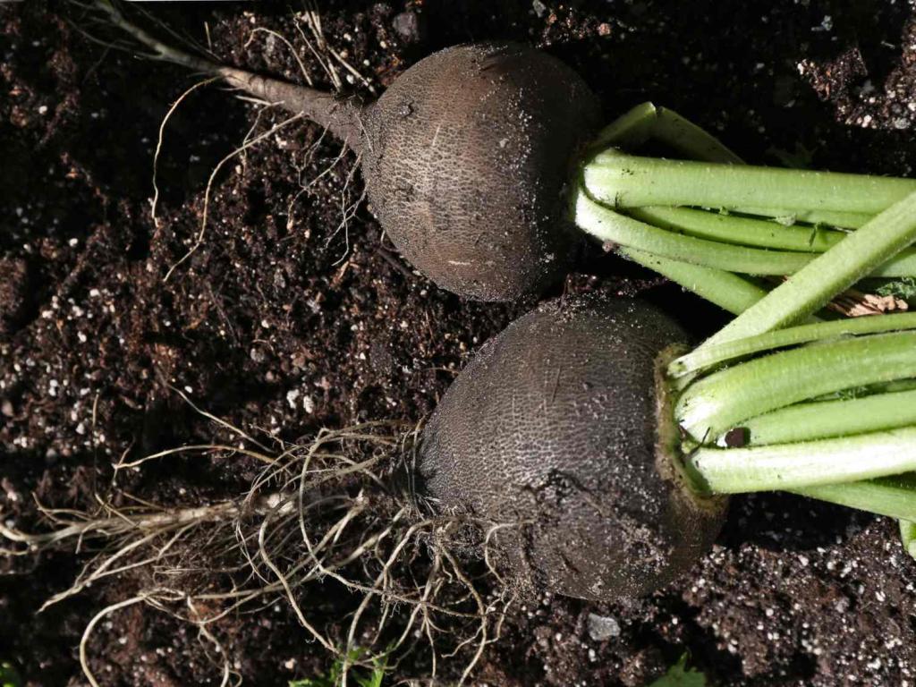 Black radish